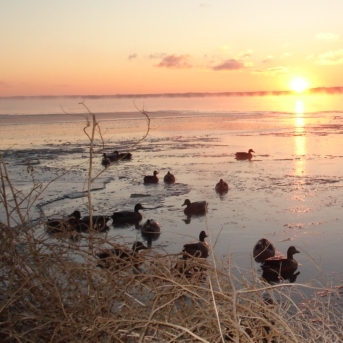 Duck and Goose Hunting Sample in Outdoors